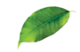leaves-sldier01