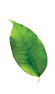 leaves-sldier02
