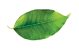 leaves-sldier03
